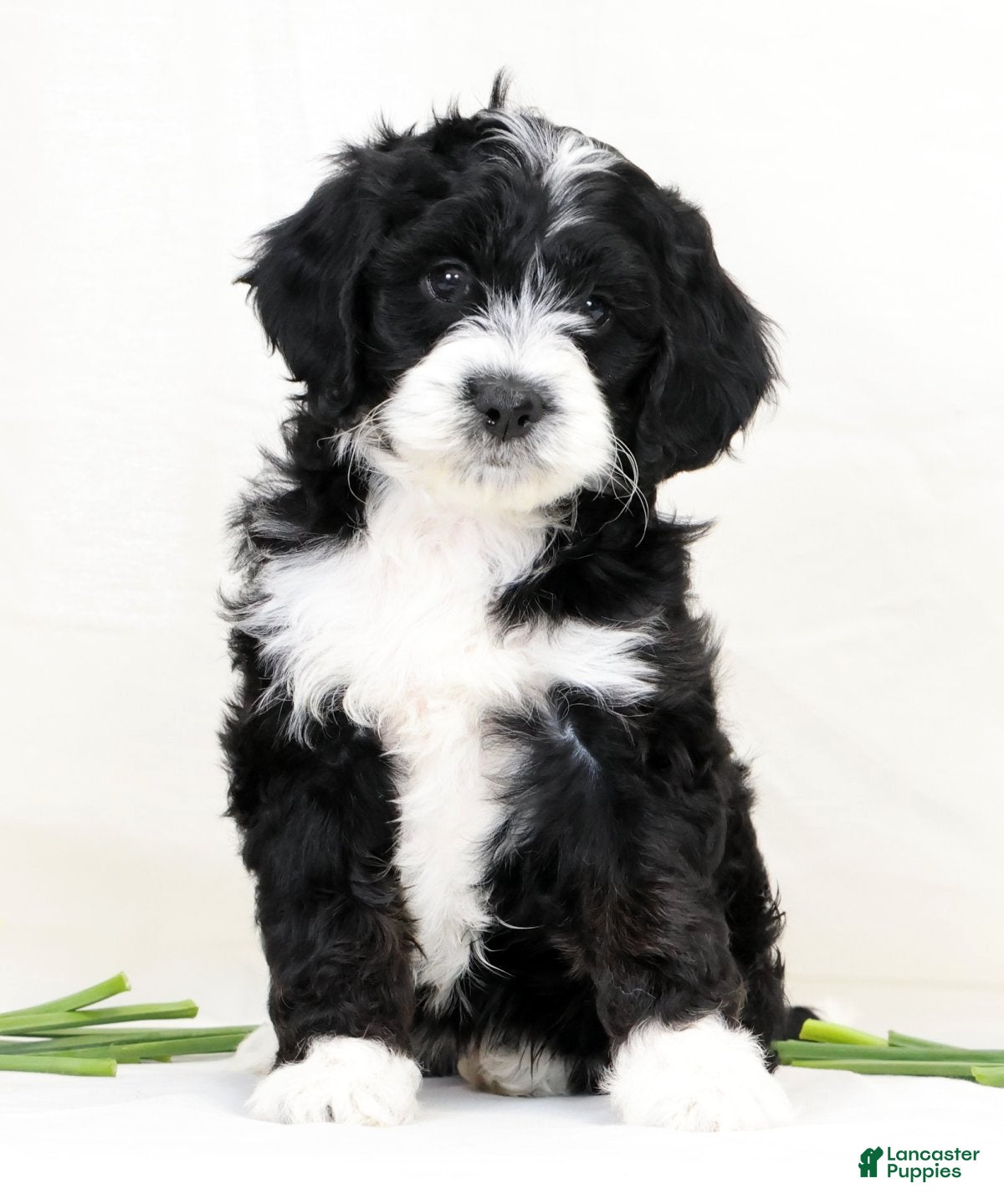 Cockapoo dogs Butter Puff - Ad 2