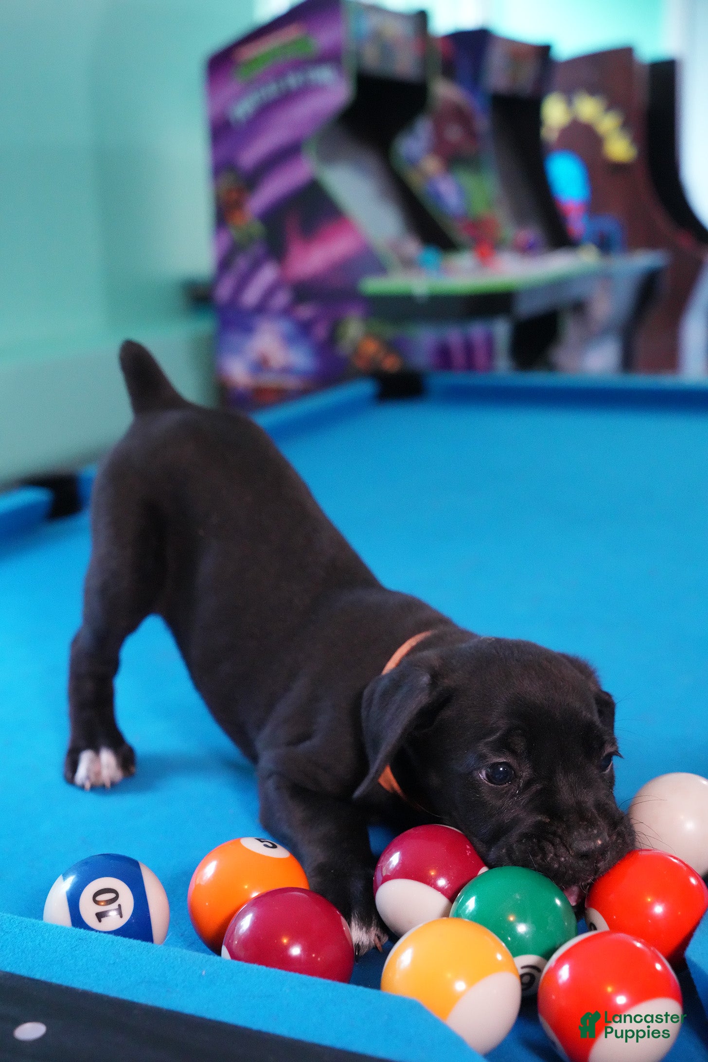 Cane Corso dogs Scarlet - Ad 1