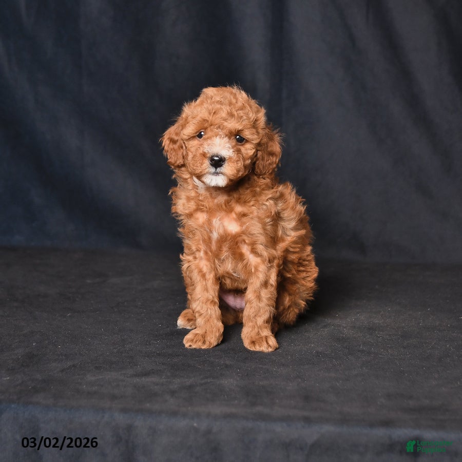 Toy Poodle dogs Scamper - Ad 1