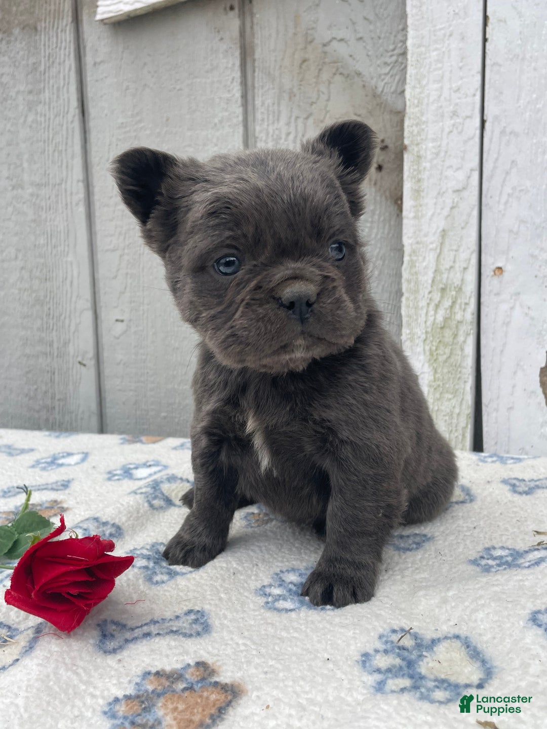 French Bulldog dogs for sale: Olive - Ad 2
