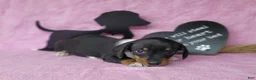 Miniature Dachshund dogs for sale: AKC Sofie *Delivery available* - Ad 4