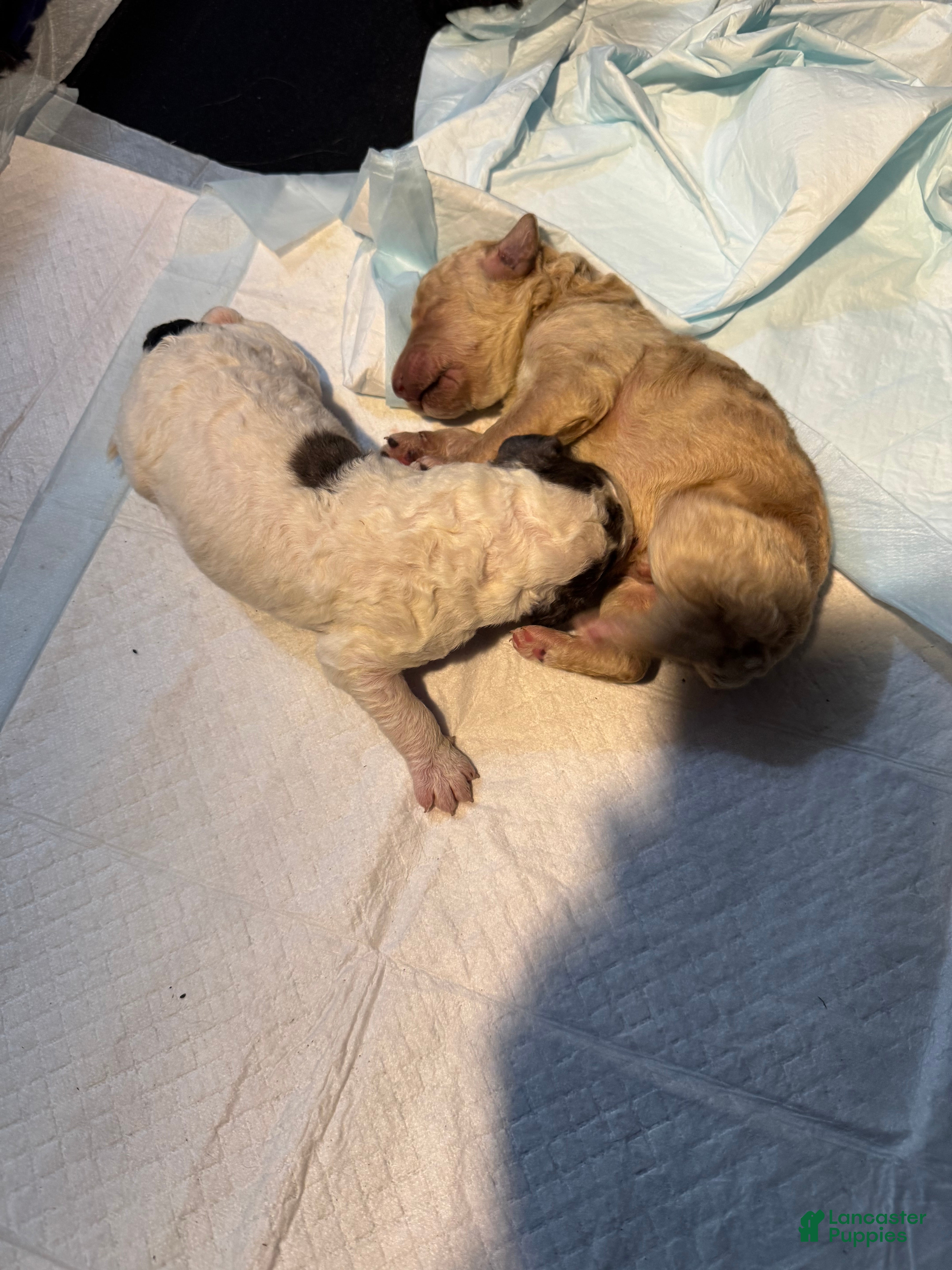 Standard Poodle dogs Ghost - Ad 1