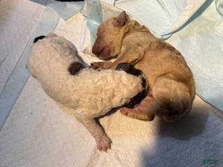 Standard Poodle dogs Ghost - Ad 19