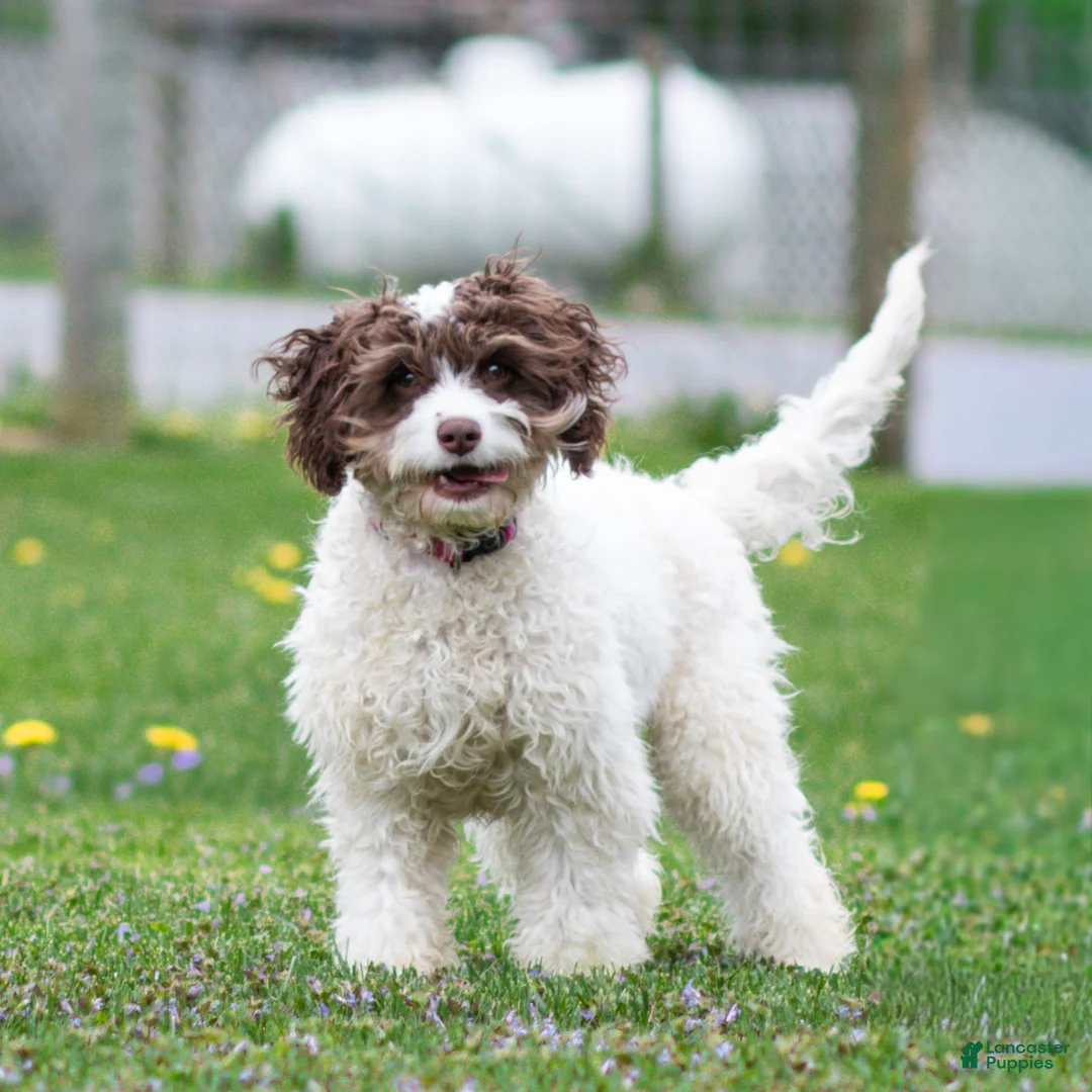 Cavapoo dogs for sale: Snickerdoodle Cavapoo Puppy  - Ad 1