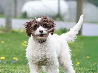 Cavapoo dogs for sale: Snickerdoodle Cavapoo Puppy - Ad 2