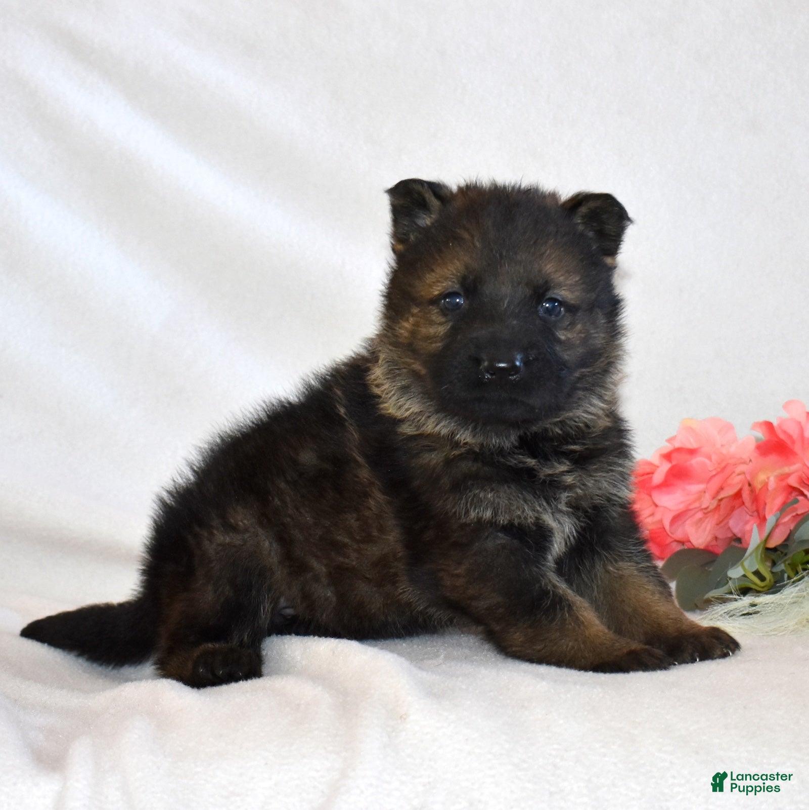 German Shepherd dogs Summer - Ad 2