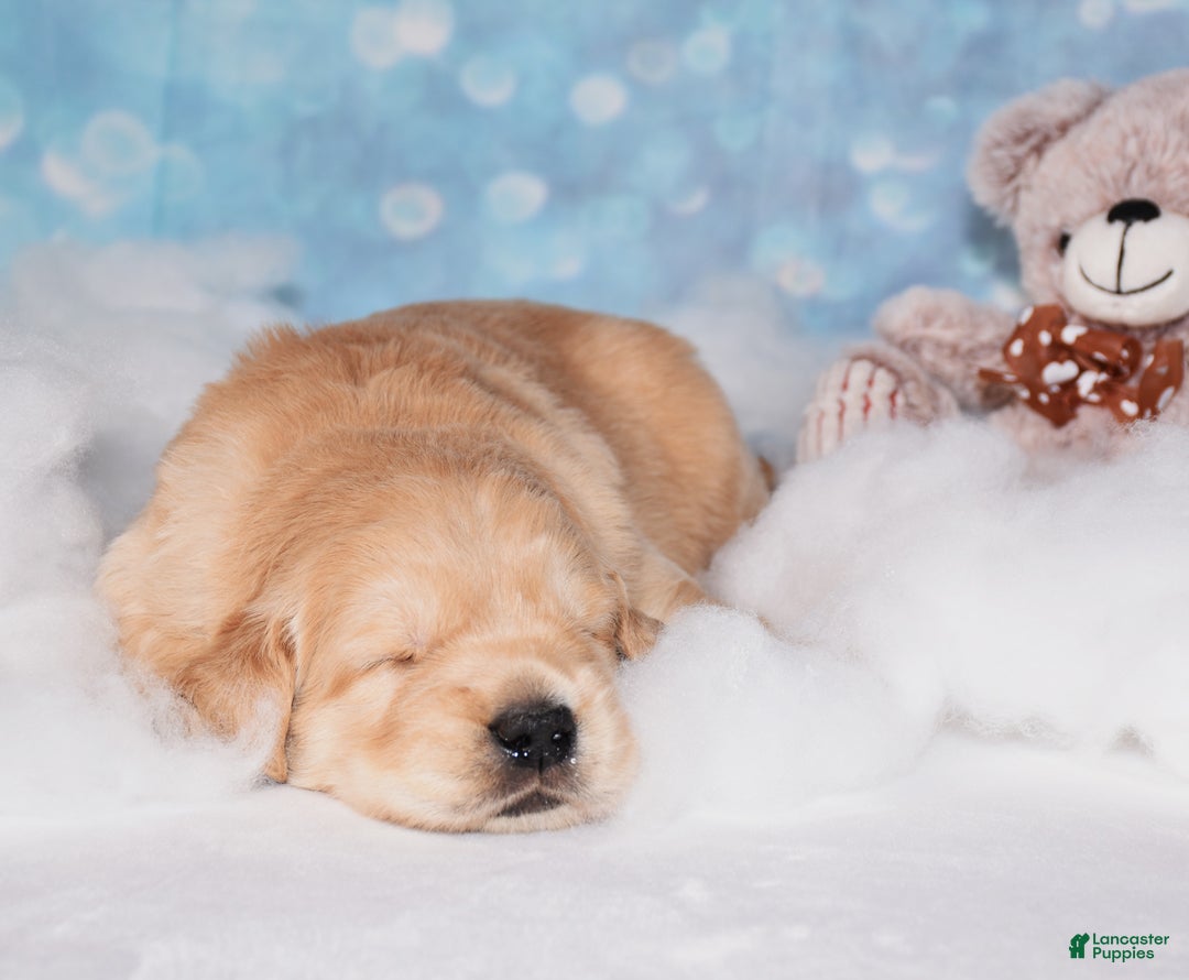 Golden Retriever dogs for sale: Bear - Ad 6