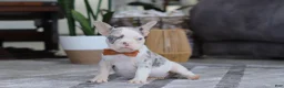 French Bulldog dogs for sale: Bella - Ad 3