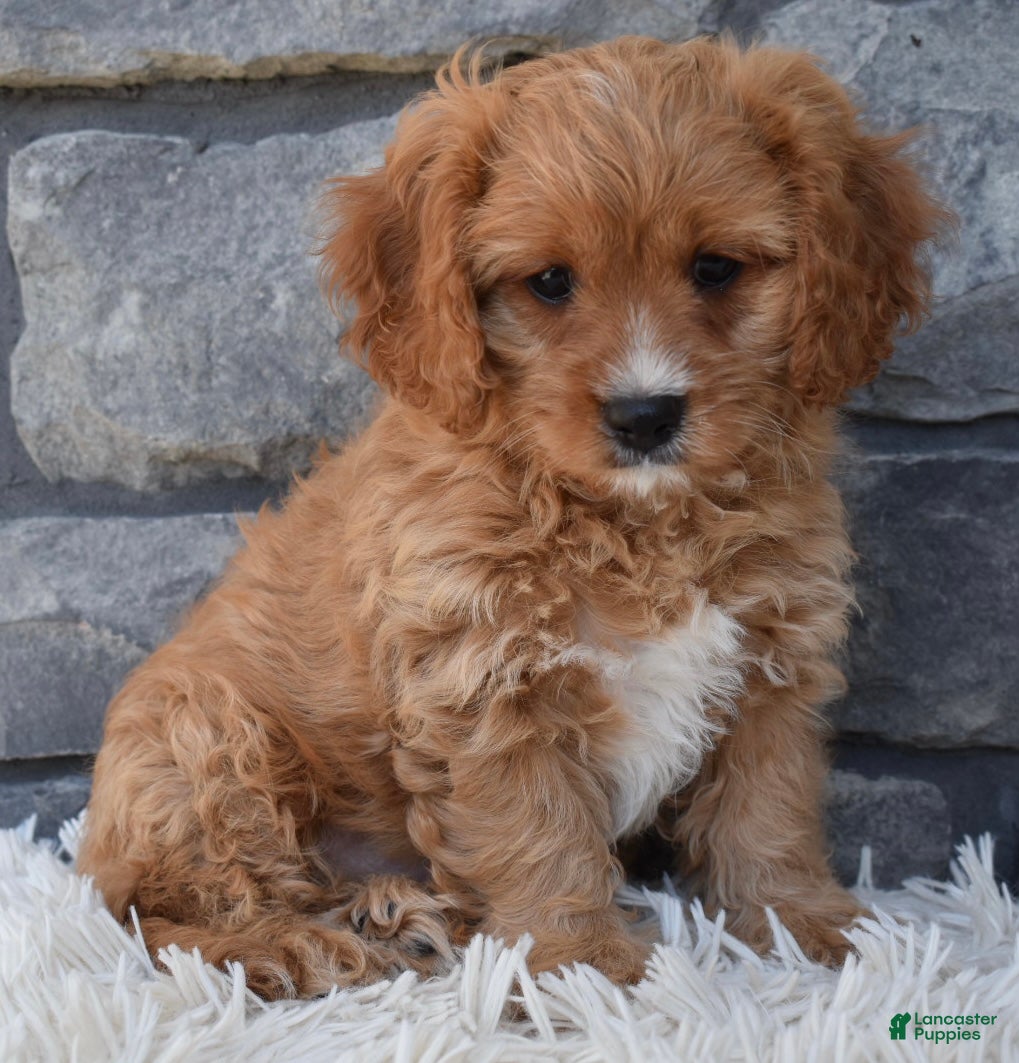Cavapoo dogs Sammy - Ad 1
