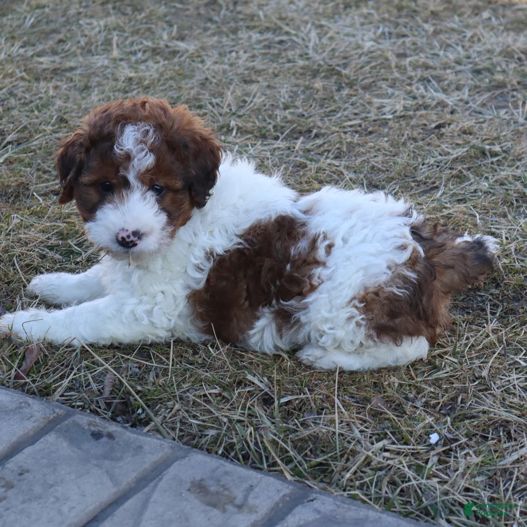 Mini Goldendoodle dogs for sale: Lance - Ad 2