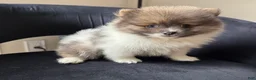 Pomeranian dogs for sale: kyle  - Ad 5