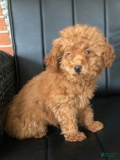 Toy Poodle dogs Bucky  - Ad 2