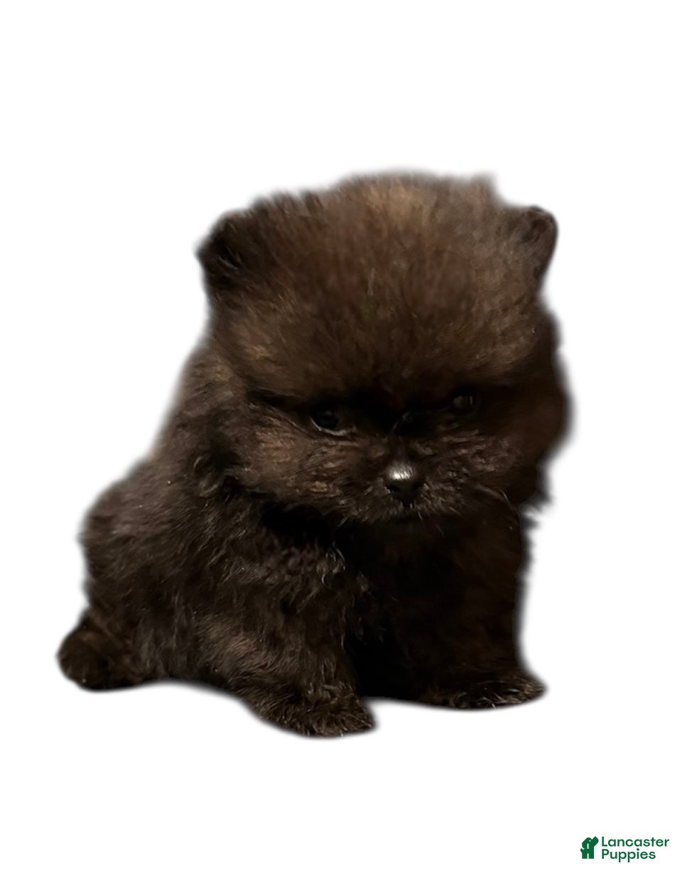 Pomeranian dogs Ant - Ad 27