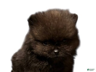 Pomeranian dogs Ant - Ad 27