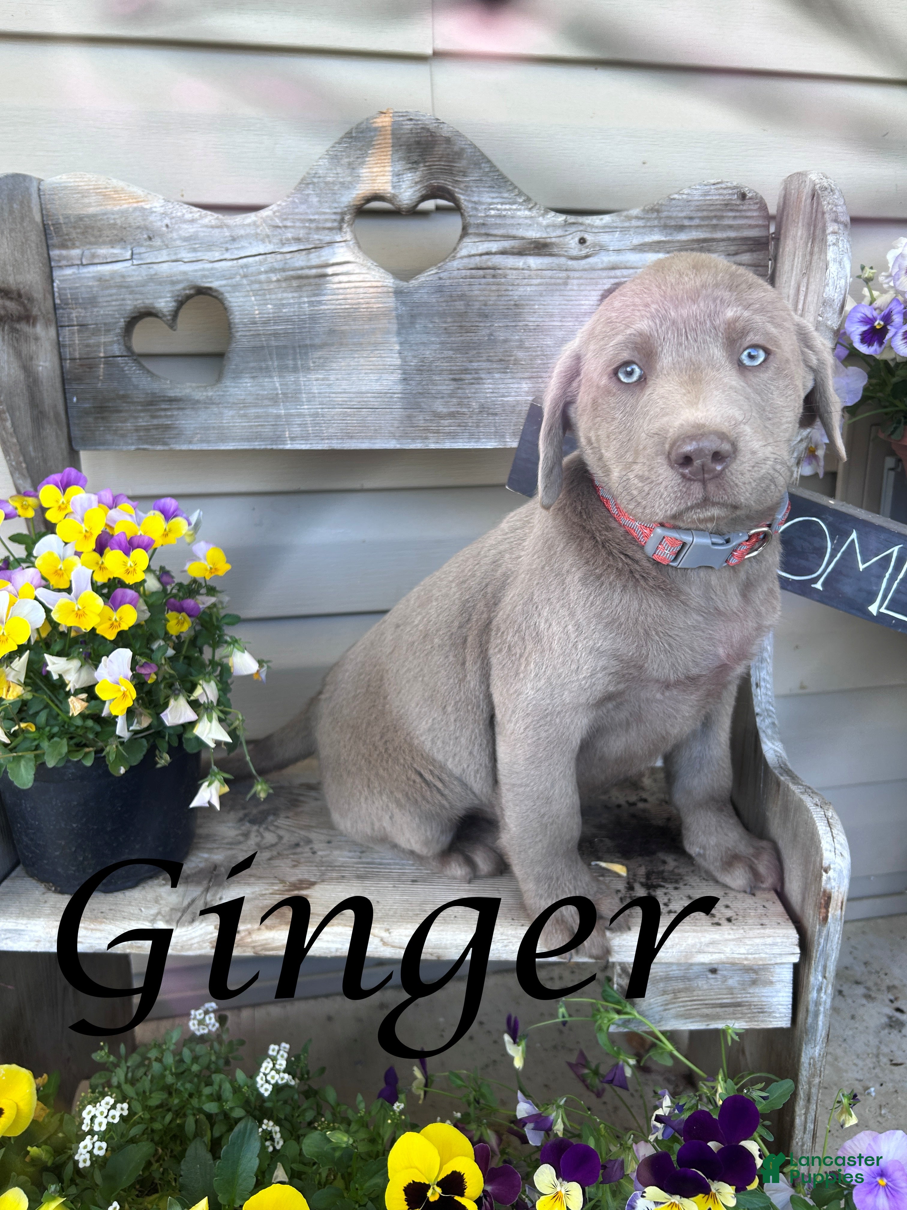 Labrador Retriever dogs for sale: Ginger - Ad 2