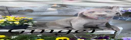 Labrador Retriever dogs for sale: Ginger - Ad 1
