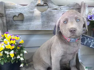 Labrador Retriever dogs for sale: Ginger - Ad 2