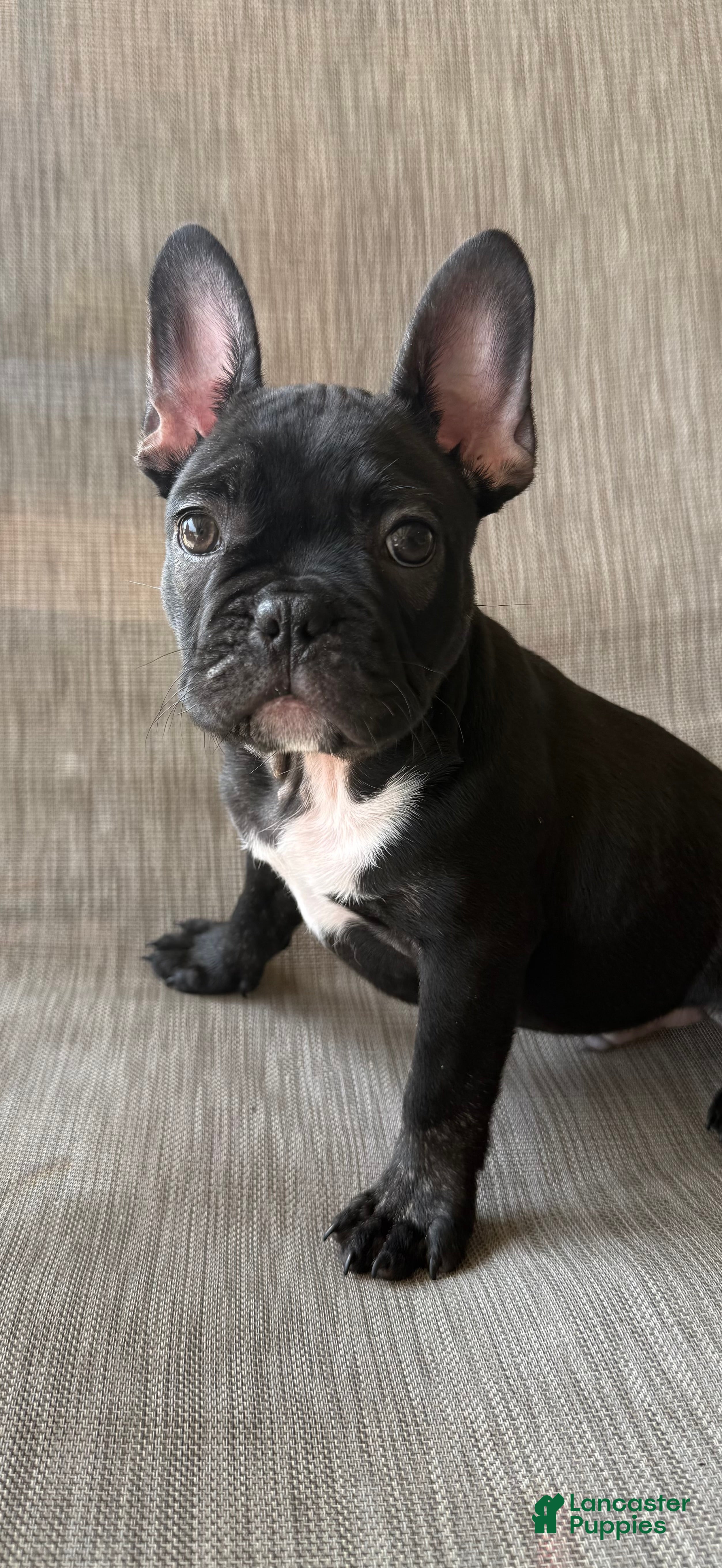 French Bulldog dogs for sale: Stagg - Ad 3