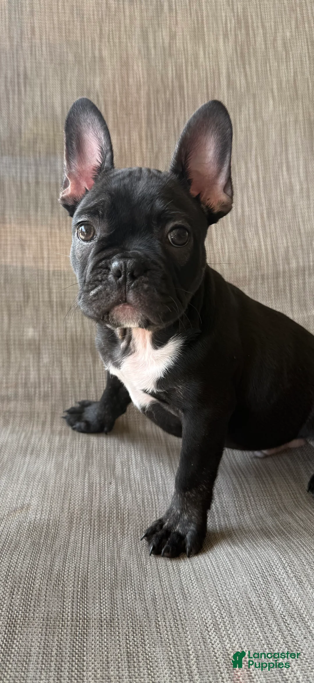 French Bulldog dogs for sale: Stagg - Ad 1