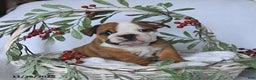 English Bulldog dogs for sale: Jade - Ad 1