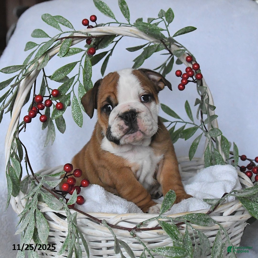 English Bulldog dogs for sale: Jade - Ad 1