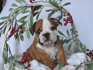 English Bulldog dogs Jade - Ad 32