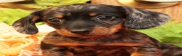 Miniature Dachshund dogs for sale: Debbie - Ad 9