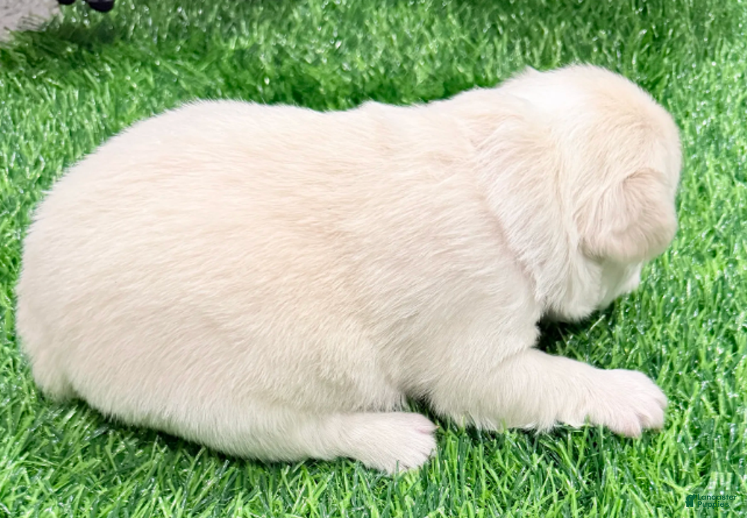 French Bulldog dogs for sale: Feliz - Ad 12