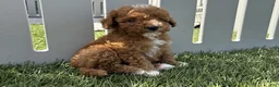 Mini Goldendoodle dogs for sale: Peyton - Ad 2