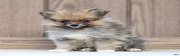 Pomeranian dogs for sale: Ashley - Ad 3