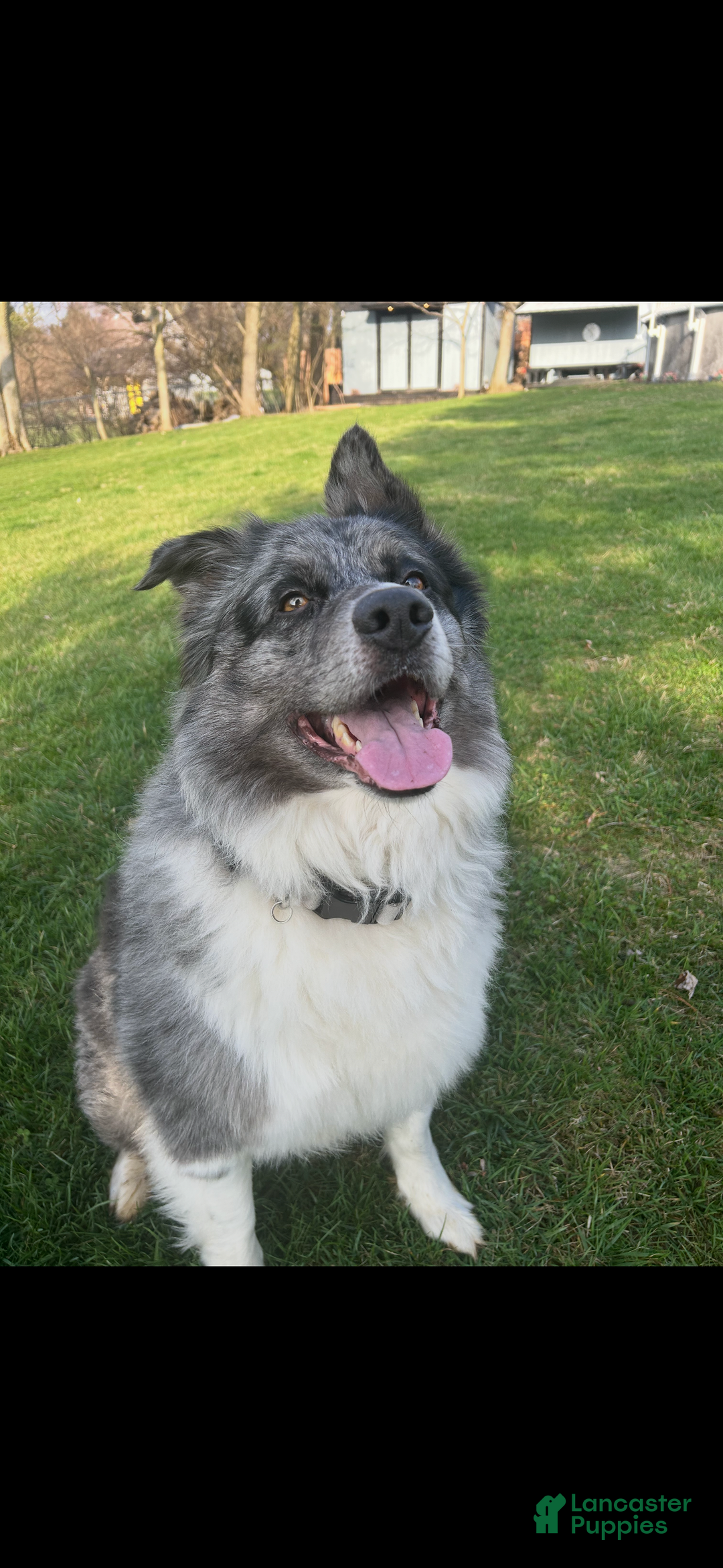 Australian Shepherd dogs for sale: Australian Shepherd Puppy 2 --- Abu  - Ad 3