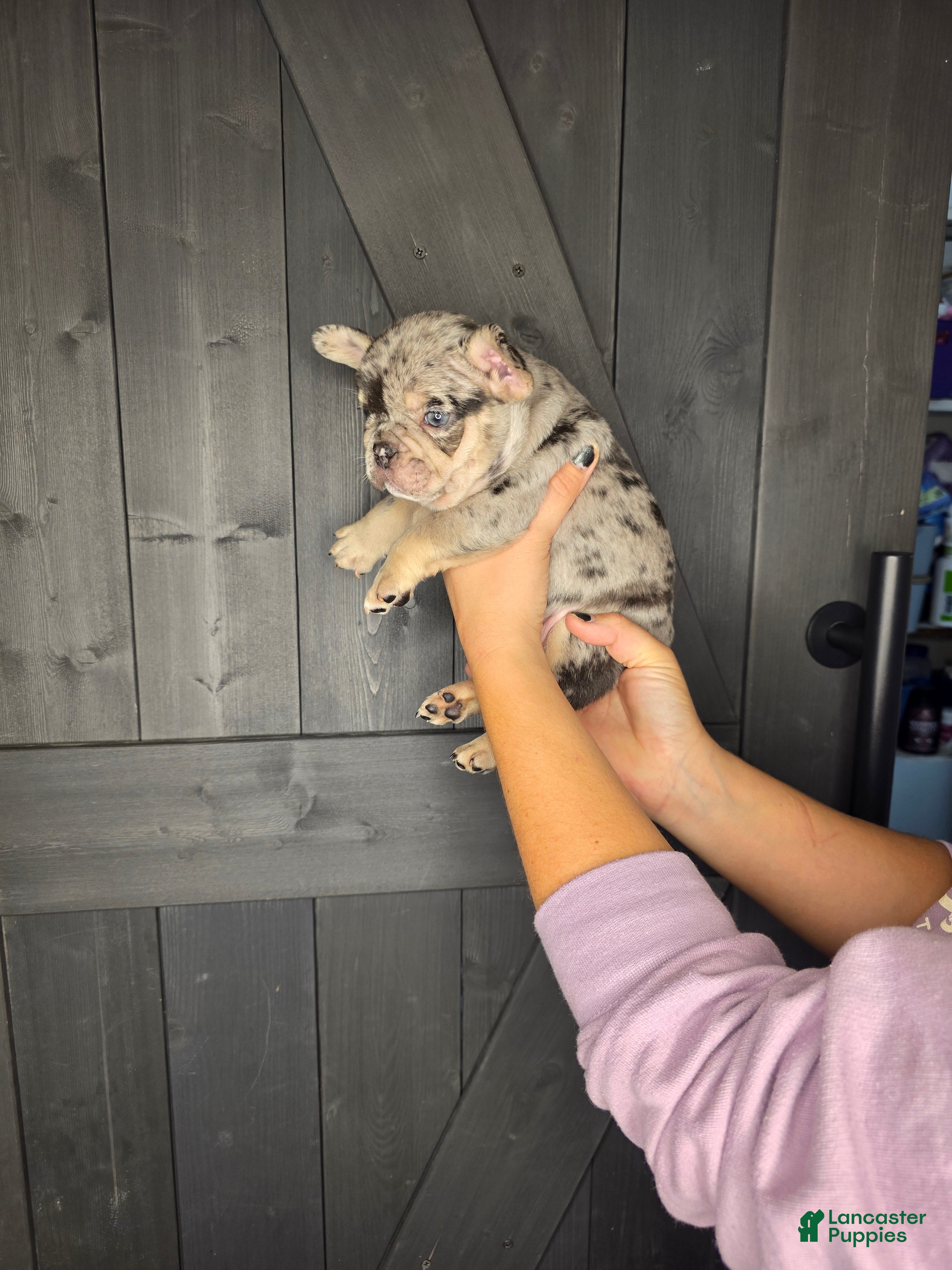 French Bulldog dogs French Bulldog Puppy 2 - Ad 1