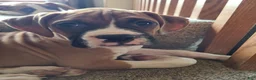 Boxer dogs for sale: Neo - Ad 6