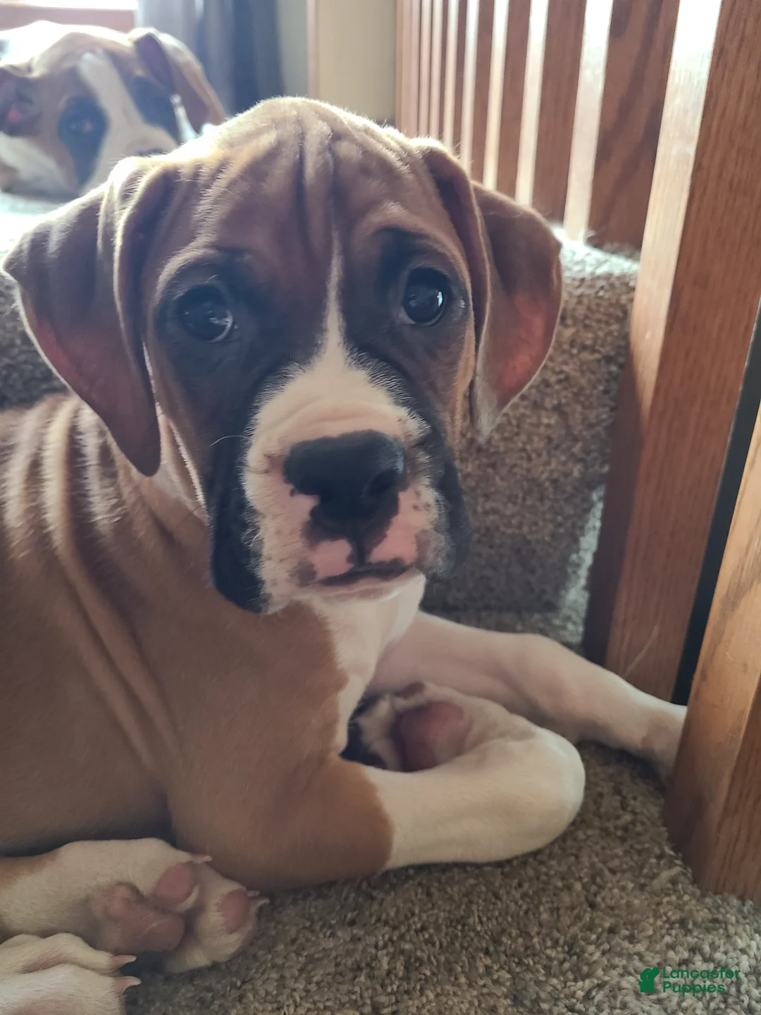 Boxer dogs for sale: Neo - Ad 6