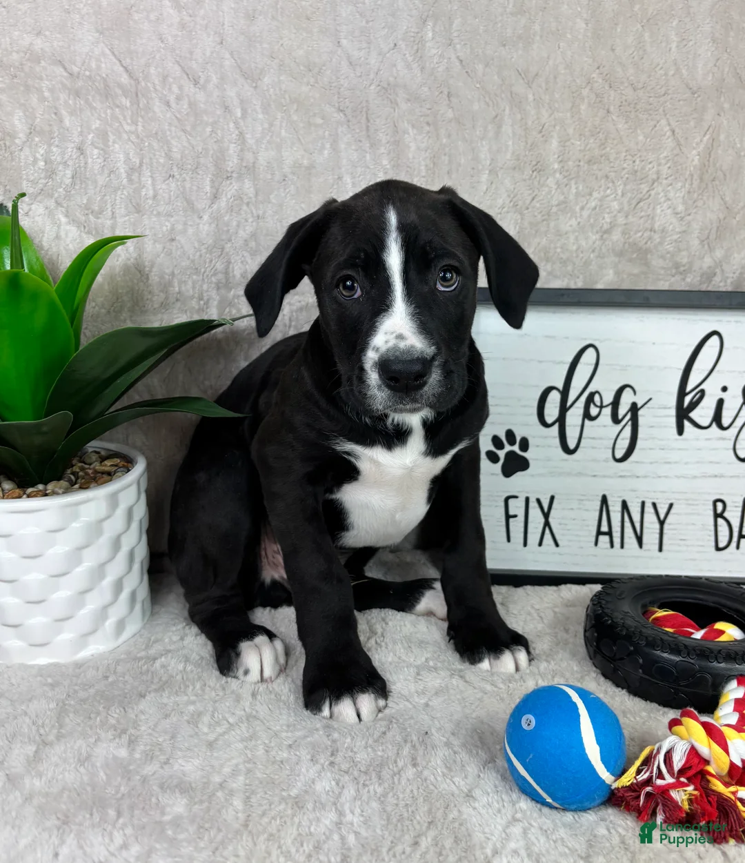 Mixed Breed dogs for sale: Sammy  - Ad 2