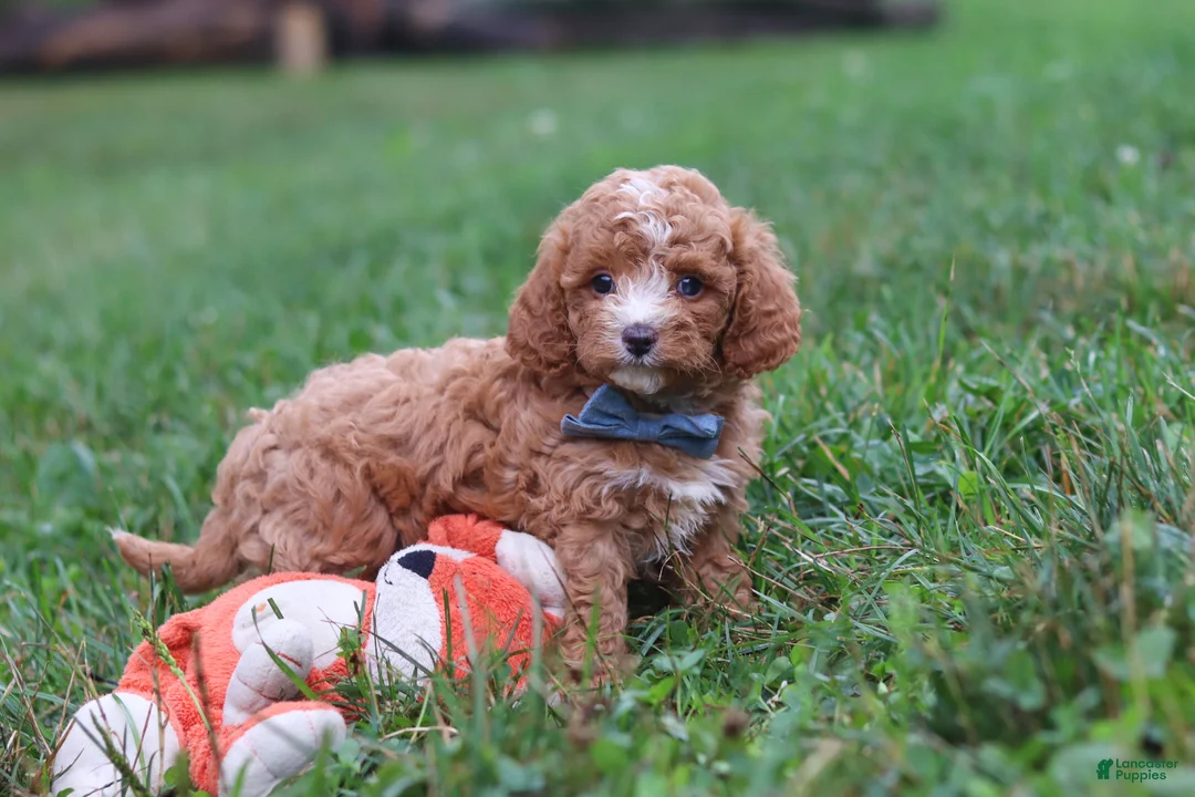 Cavapoo dogs for sale: Jaxon - Ad 1