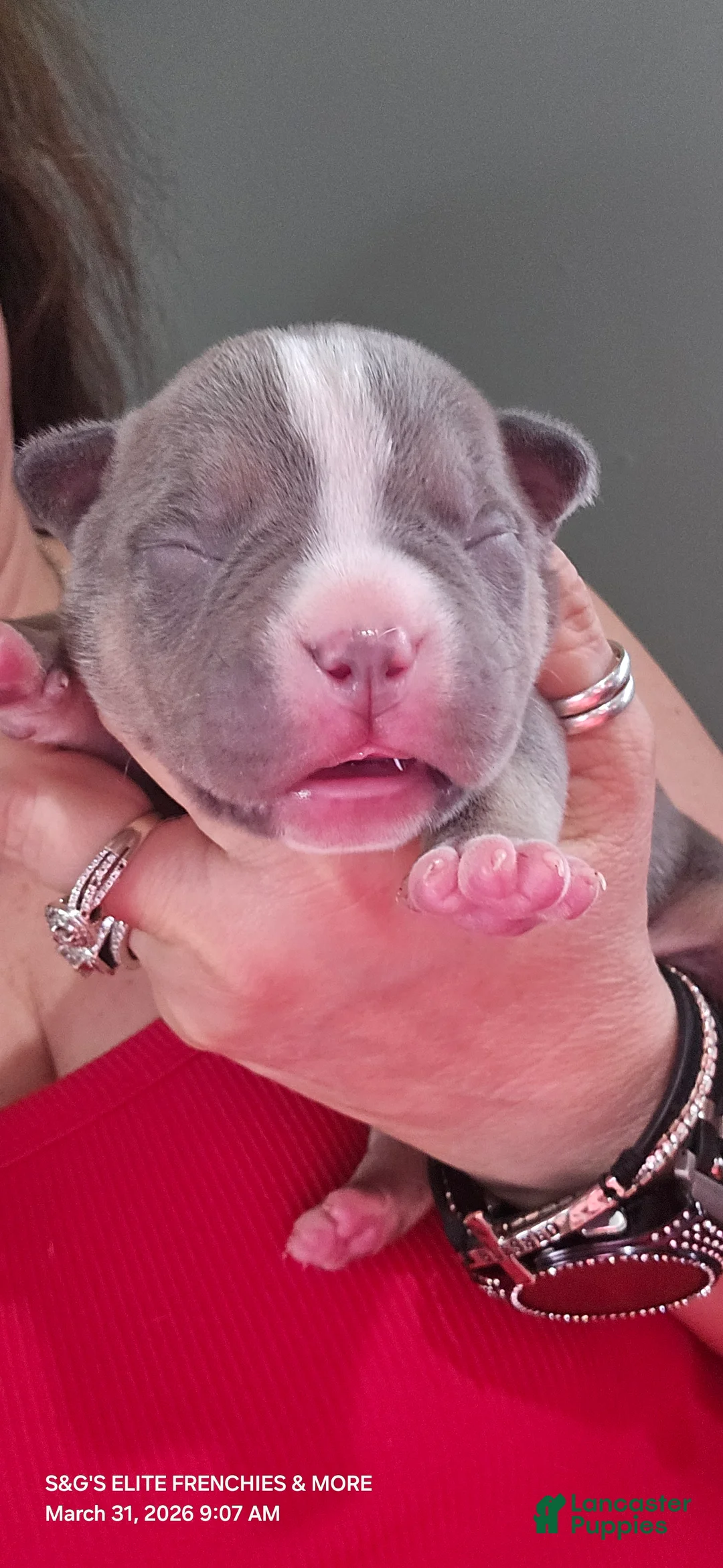 American Bully dogs for sale: Godzilla  - Ad 1