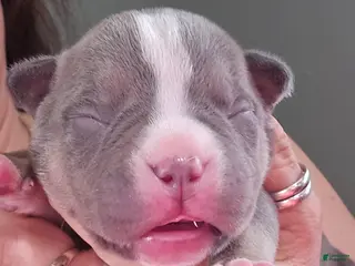 American Bully dogs Godzilla - Ad 37