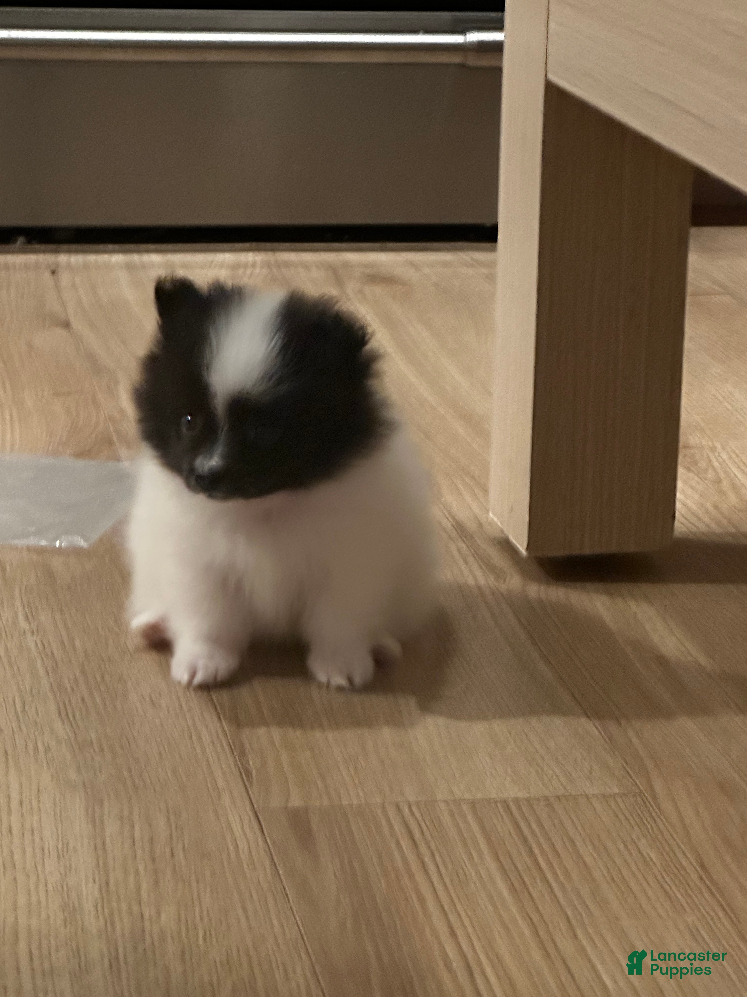 Pomeranian dogs Oreo - Ad 1