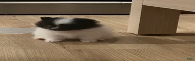 Oreo