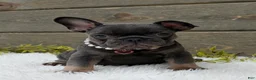 French Bulldog dogs for sale: Daisy  - Ad 3