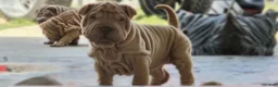 Shar Pei dogs for sale: Shar Pei Puppy 4 - Ad 4