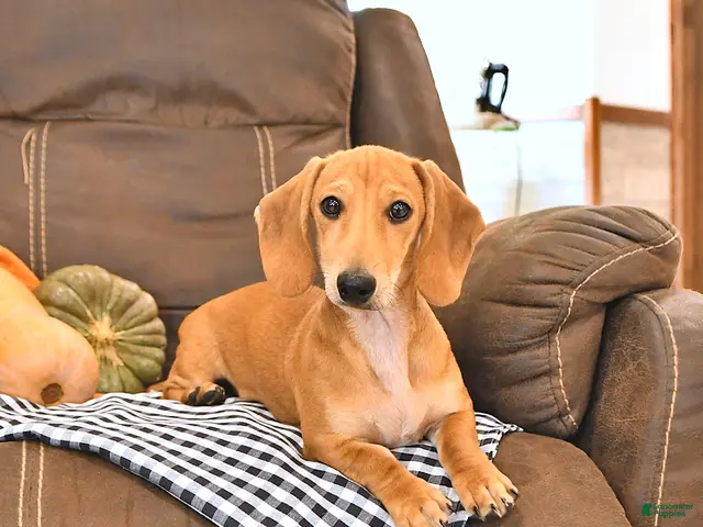 Miniature Dachshund dogs for sale: Timber - Ad 1