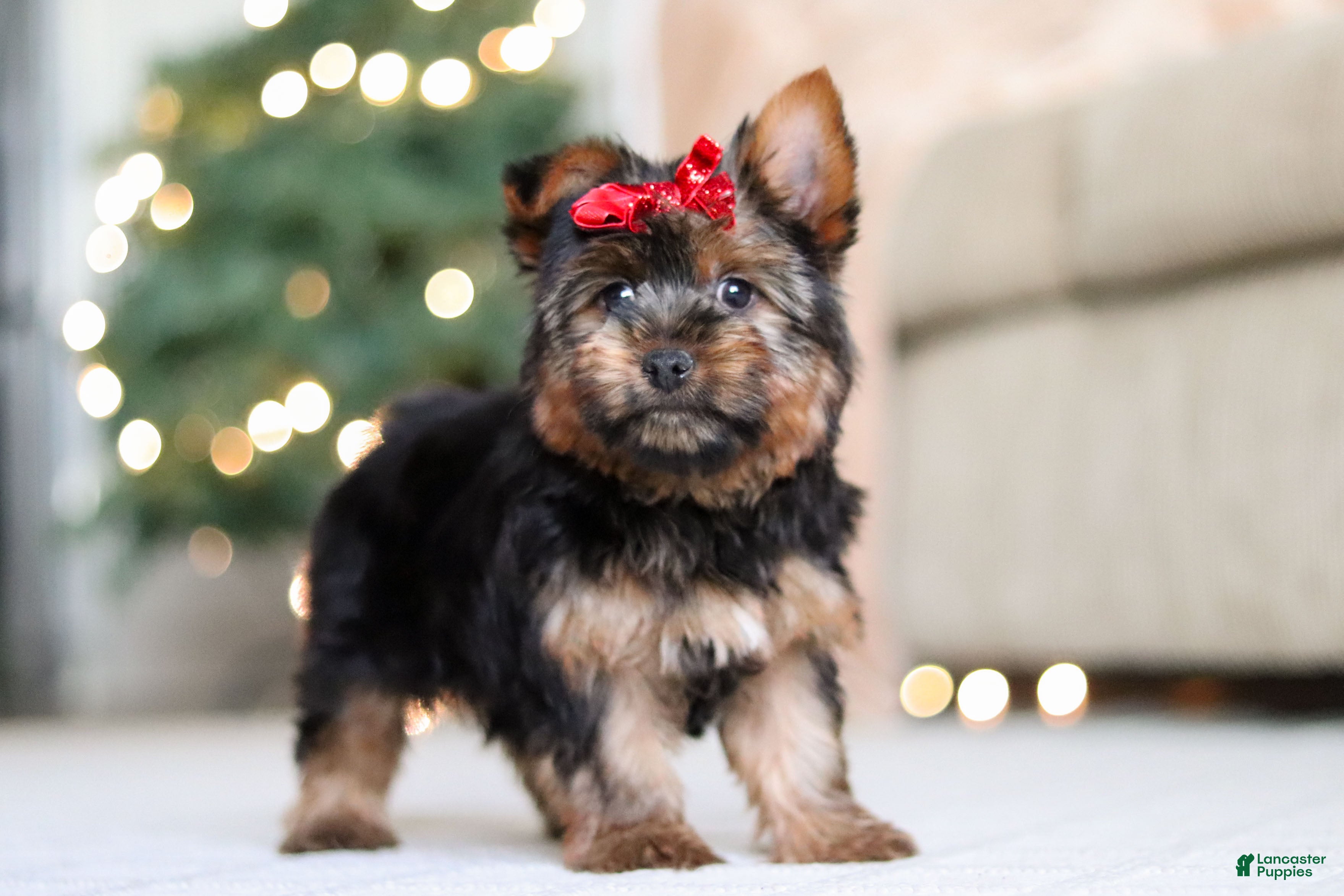 Yorkshire Terrier dogs Lola - Ad 21