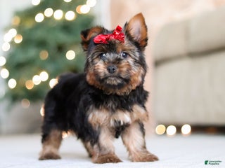 Yorkshire Terrier dogs Lola - Ad 42