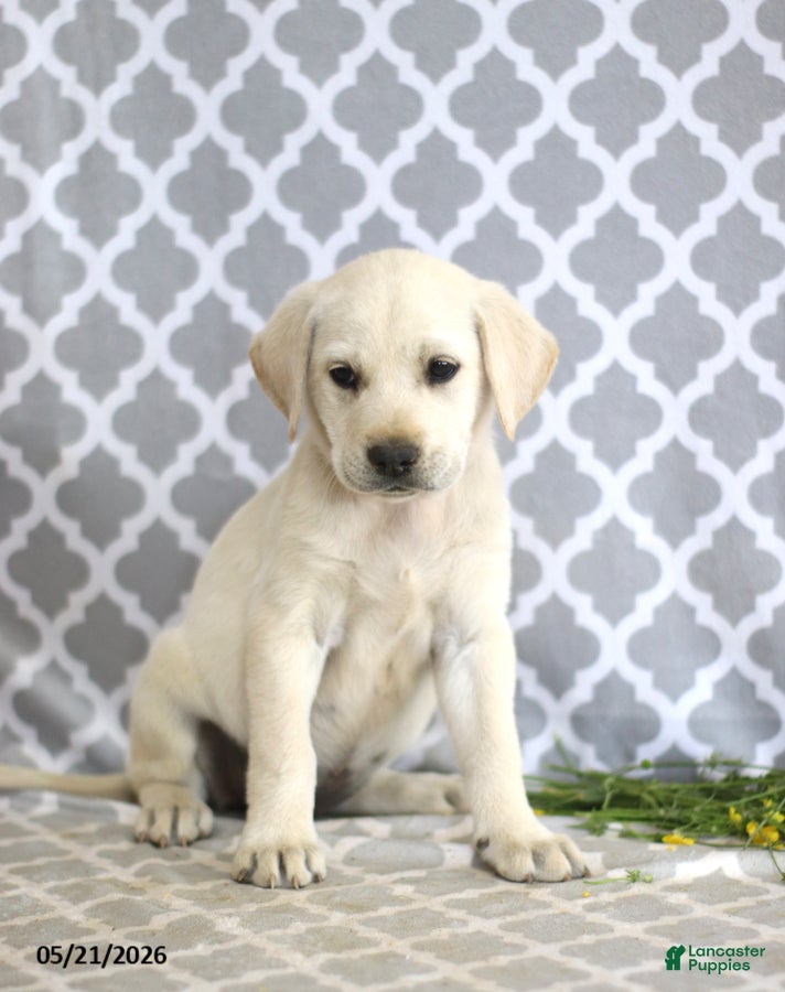 Mixed Breed dogs Rebecca - Ad 1