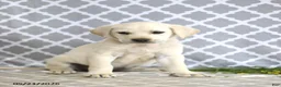 Mixed Breed dogs for sale: Rebecca - Ad 1