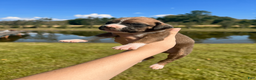 Boxer dogs for sale: AKC Boxer - Male 3 - Ad 2