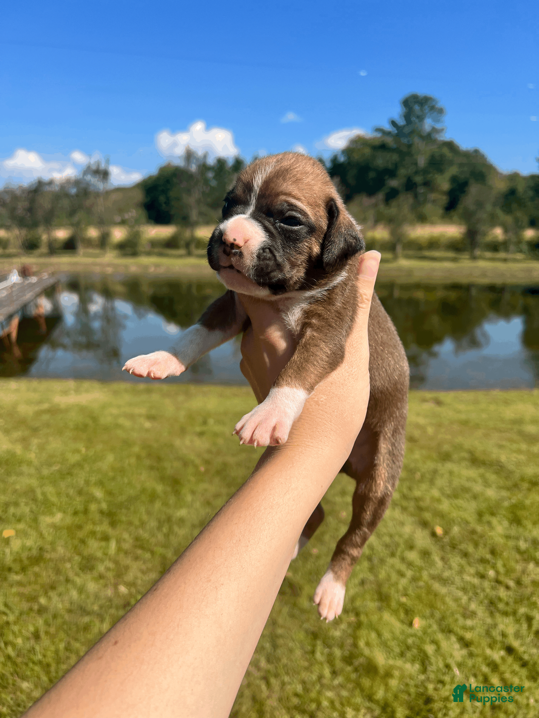 Boxer dogs for sale: AKC Boxer - Male 3 - Ad 2