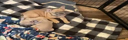 French Bulldog dogs for sale: French Bulldog Puppy 1 - Ad 7